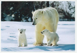 Postal Stationery China 2009 Polar Bear - Arctische Expedities