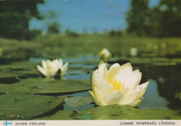 FLEURS Vintage Carte Postale CPSM #PAS495.FR - Flowers