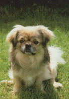 CHIEN Animaux Vintage Carte Postale CPSM #PAN858.FR - Dogs