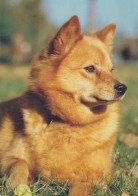 CHIEN Animaux Vintage Carte Postale CPSM #PAN467.FR - Chiens