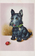 DOG Animals Vintage Postcard CPA #PKE781.GB - Honden