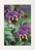 FLOWERS Vintage Postcard CPSM #PBZ782.GB - Fiori