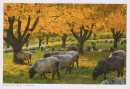 SHEEP Animals Vintage Postcard CPSM #PBS631.GB - Andere & Zonder Classificatie