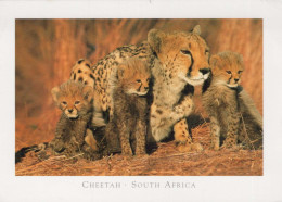 LEOPARD Animals Vintage Postcard CPSM #PBS071.GB - Andere & Zonder Classificatie