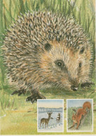 HEDGEHOG Animals Vintage Postcard CPSM #PBR199.GB - Otros & Sin Clasificación