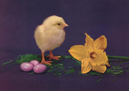 EASTER CHICKEN EGG Vintage Postcard CPSM #PBP087.GB - Pâques