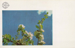 FLOWERS Vintage Postcard CPSM #PAR832.GB - Fiori