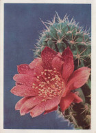 FLOWERS Vintage Postcard CPSM #PAR712.GB - Blumen