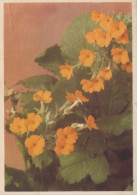 FLOWERS Vintage Postcard CPSM #PAR472.GB - Fiori