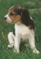 DOG Animals Vintage Postcard CPSM #PAN465.GB - Honden