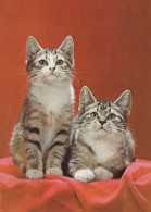 CAT KITTY Animals Vintage Postcard CPSM #PAM589.GB - Gatos