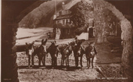 ÂNE Animaux Vintage Antique CPA Carte Postale #PAA034.FR - Donkeys