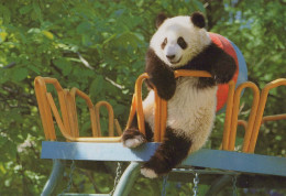 PANDA NASCERE Animale Vintage Cartolina CPSM #PBS265.IT - Bears