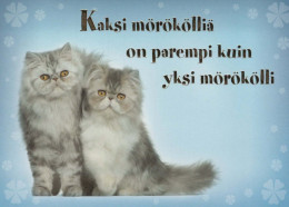 GATTO KITTY Animale Vintage Cartolina CPSM #PBQ943.IT - Cats