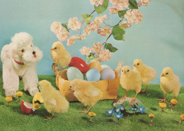 PASQUA POLLO Vintage Cartolina CPSM #PBO962.IT - Pâques