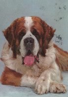 CANE Animale Vintage Cartolina CPSM #PAN931.IT - Honden