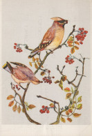 UCCELLO Animale Vintage Cartolina CPSM #PAN156.IT - Oiseaux