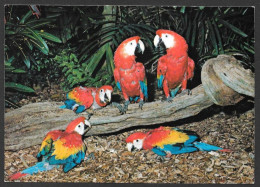 Animaux & Oiseaux - Proud Mother Rowdy And Father Hector With 3 Baby Macaws At Parrot Jungle Miami Florida - Vögel