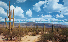 R063428 Roadway Through The Saguaros. Ray Manley. Petley - World