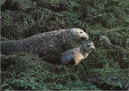 CPM. PHOQUE ET SON PETIT. ISLANDE. - Andere & Zonder Classificatie