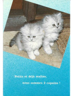 Petits Et Déja Malins !  Postcard.  New-unused - Katzen