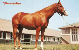 "Horses" Nice Lot Of Three Old Vintage Photo Postcards - Cavalli