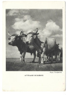 Animaux -  Attelage  De Boeufs - Temoignage De Satisfaction Accorde Annee 1941 - Kühe