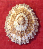 Patella Ferruginea Gmelin, 1791- 53,9x 45mm. La Maddalena. Sardinia. - Seashells & Snail-shells