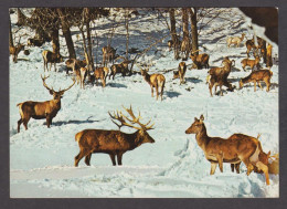 089900/ Nourrissage Des Animaux Sauvage Dans Les Alpes, Wildfütterung In Den Alpen - Otros & Sin Clasificación