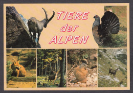 116678/ Faune Des Alpes - Sonstige & Ohne Zuordnung