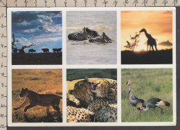 129738GF/ African Wildlife, Buffalo, Zebras, Giraffe, Lion, Cheetah, Crested Crane - Other & Unclassified