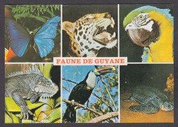 116675/ Faune De Guyane - Other & Unclassified