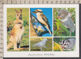 116674GF/ Oiseaux Et Animaux Sauvages D'Australie, Australian Wildlife - Andere & Zonder Classificatie