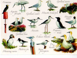 Jean Pierre ARCILE  Les Oiseaux Du Bord De Mer - Andere & Zonder Classificatie