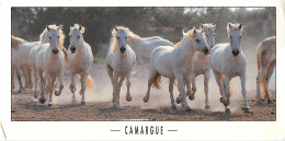 Format Spécial - 210 X 105 Mms - Animaux - Chevaux - Camargue - Etat Léger Pli Visible - Frais Spécifique En Raison Du F - Cavalli