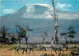 Animaux - Zèbres - Mont Kilimandjaro - CPM - Voir Scans Recto-Verso - Zèbres