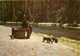 Animaux - Ours - Yellowstone National Park - Yellowstone Bears - Oursons - Zoo - Bear - CPM - Carte Neuve - Voir Scans R - Ours