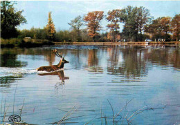 Animaux - Cervidés - Environs De Saint Amand Montrond - Chasse à Courre - Cerf Dans L'étang - Voir Scans Recto-Verso - Andere & Zonder Classificatie