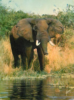 Animaux - Eléphants - Animaux D'Afrique En Liberté - Un Bel Eléphant - CPM - Voir Scans Recto-Verso - Elefanten