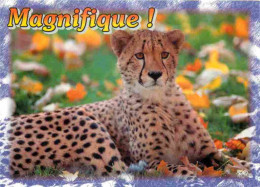 Animaux - Fauves - Guépard - Carte à Message - Cheetah - CPM - Carte Neuve - Voir Scans Recto-Verso - Otros & Sin Clasificación