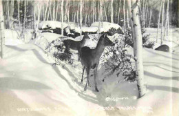 Animaux - Cervidés - Etats Unis - United States - USA - Michigan - East Tawas - NorthWoods Deer - CPSM Format CPA - Voir - Andere & Zonder Classificatie