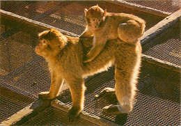 Animaux - Singes - Gibraltar - Rock Ape - Macaque - Carte Neuve - CPM - Voir Scans Recto-Verso - Monos