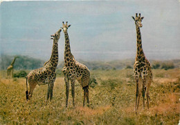 Animaux - Girafes - Faune Africaine - CPM - Voir Scans Recto-Verso - Giraffen