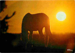 Animaux - Chevaux - Coucher De Soleil - Voir Scans Recto Verso  - Cavalli