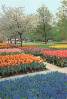 Pays-Bas - Nederland - Lisse - Keukenhof - Fleurs - CPM - Voir Scans Recto-Verso - Lisse