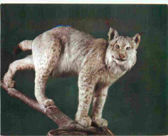 Animaux - Fauves - Lynx - Museo Civico Di Storia Naturale Milano - Lince - CPM - Voir Scans Recto-Verso - Altri & Non Classificati