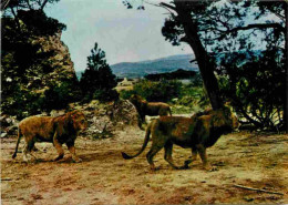 Animaux - Fauves - Lion - Réserve Africaine De Sigean - Zoo - CPM - Voir Scans Recto-Verso - Leeuwen