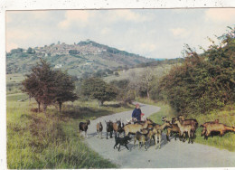 18. SANCERRE. CPSM. PAYSAGE D'AUTOMNE. TROUPEA DE CHEVRES SUR LA ROUTE DE CHAVIGNOL. - Sancerre