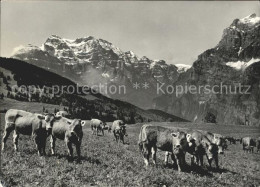 11631662 Mullern Almwiese Kuehe Blick Gegen Glaernisch Und Wiggis Glarner Alpen  - Other & Unclassified