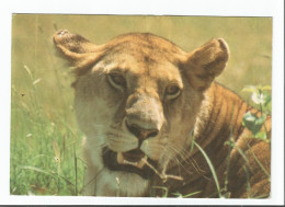 LIONESS - TANZANIA - - Tansania